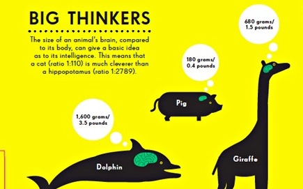 Brain Sizes of Animals - Content Geek